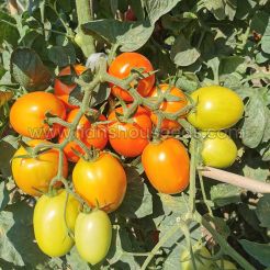 T178 Semi Determinate Saladette Tomato Varieties